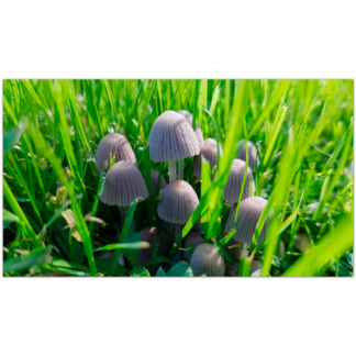 Fotos – eget format